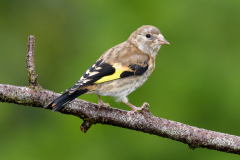 Goldfinch