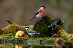 Eurasian Bullfinch & Great Tit