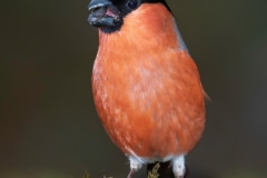 Eurasian Bullfinch