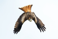 Red Kite
