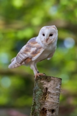 Barn Owl