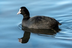 Coot