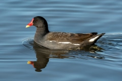 Moorhen