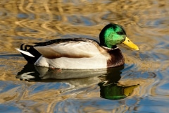 Mallard