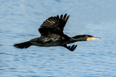 Great Cormorant