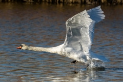 Mute Swan