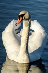 Mute Swan