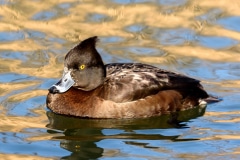 Tufted Duck