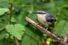 Nuthatch