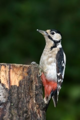 Great Spotted Woodpecker