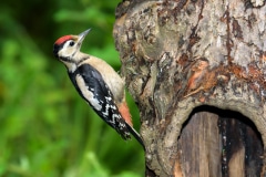 Great Spotted Woodpecker