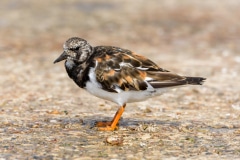 Turnstone