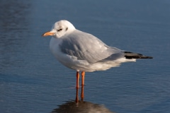 Black-headed Gull