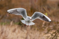 Black-headed Gull