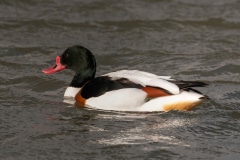 Shelduck