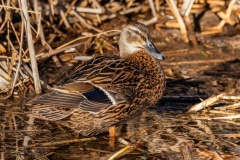 Mallard