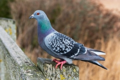 Feral Pigeon