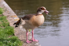 Egyptian Goose
