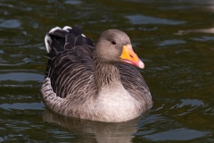 Greylag Goose