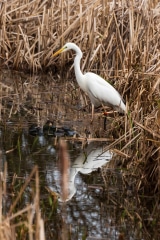 Great Egret