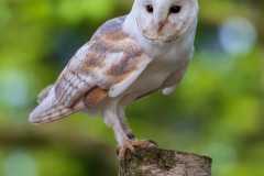Barn Owl
