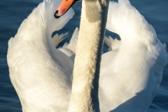 Mute Swan