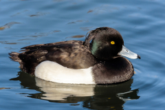 Tufted Duck