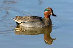 Eurasian Teal