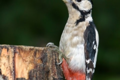 Great Spotted Woodpecker
