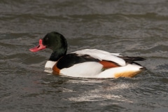 Shelduck