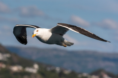 Lesser Black-backed Gull