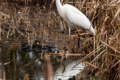 Great Egret