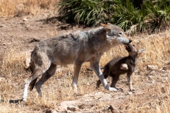 Eurasian Wolves