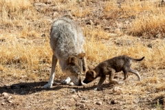 Eurasian Wolves