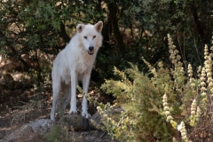 Alaskan Tundra Wolf