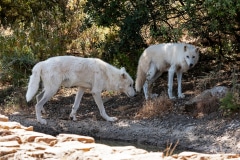 Alaskan Tundra Wolves