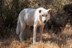 Alaskan Tundra Wolf