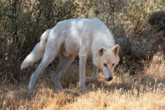 Alaskan Tundra Wolf