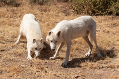 Alaskan Tundra Wolves