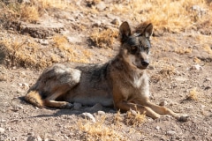 Iberian Wolf