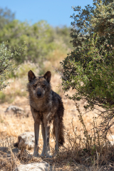 Iberian Wolf