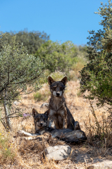Iberian Wolves