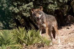 Iberian Wolf