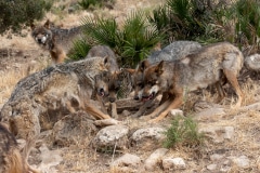 Iberian Wolves