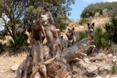 Iberian Wolves