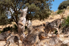 Iberian Wolves