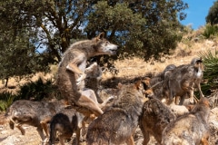 Iberian Wolves