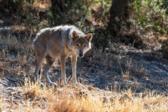 Eurasian Wolf