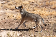 Eurasian Wolf