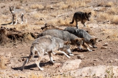 Eurasian Wolves